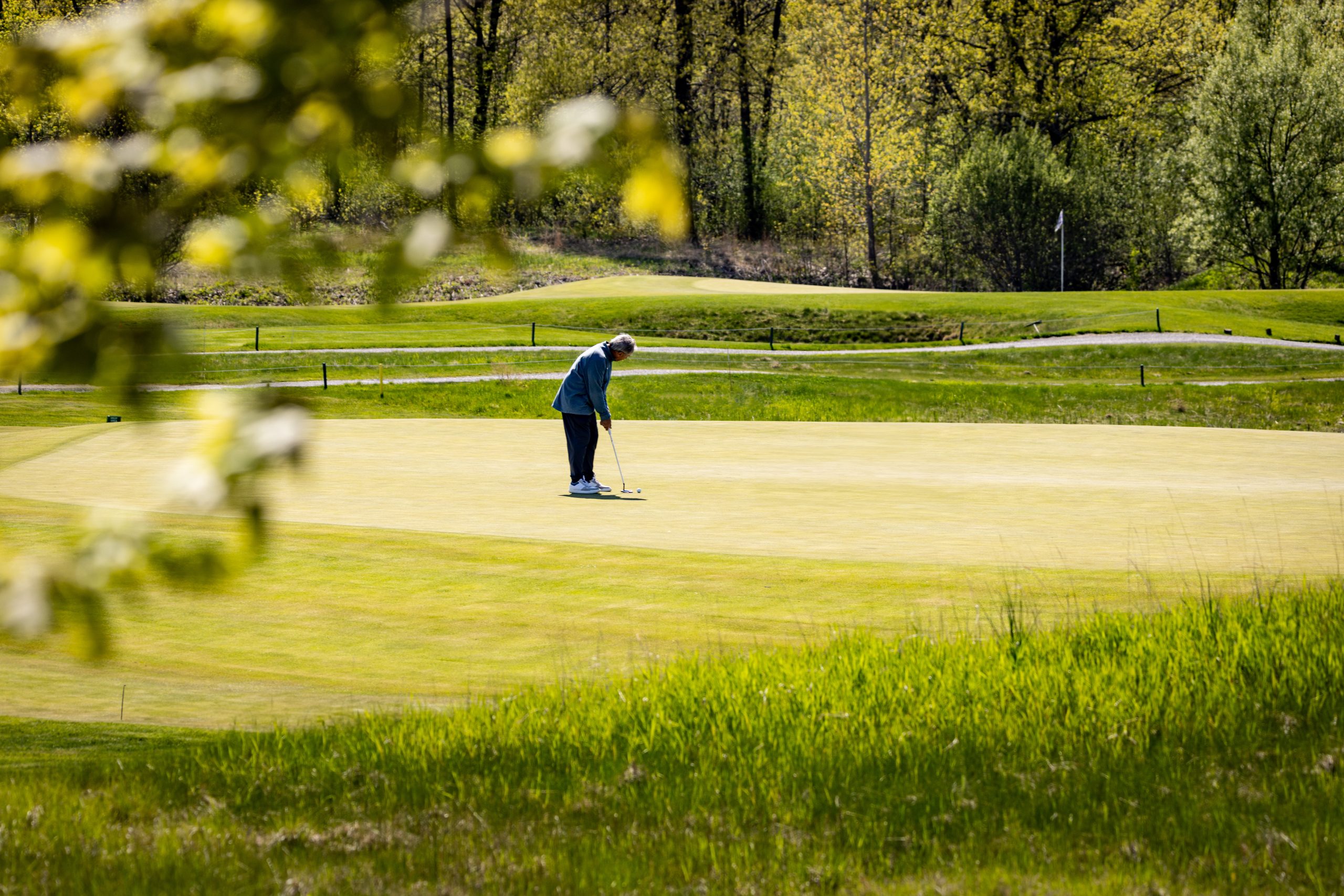 Golfer putting on the green surrounded by hickory trees and a beautiful landscape in the early morning light